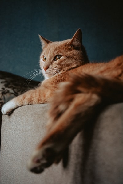 橙色猫在灰色沙发上的选择性聚焦摄影